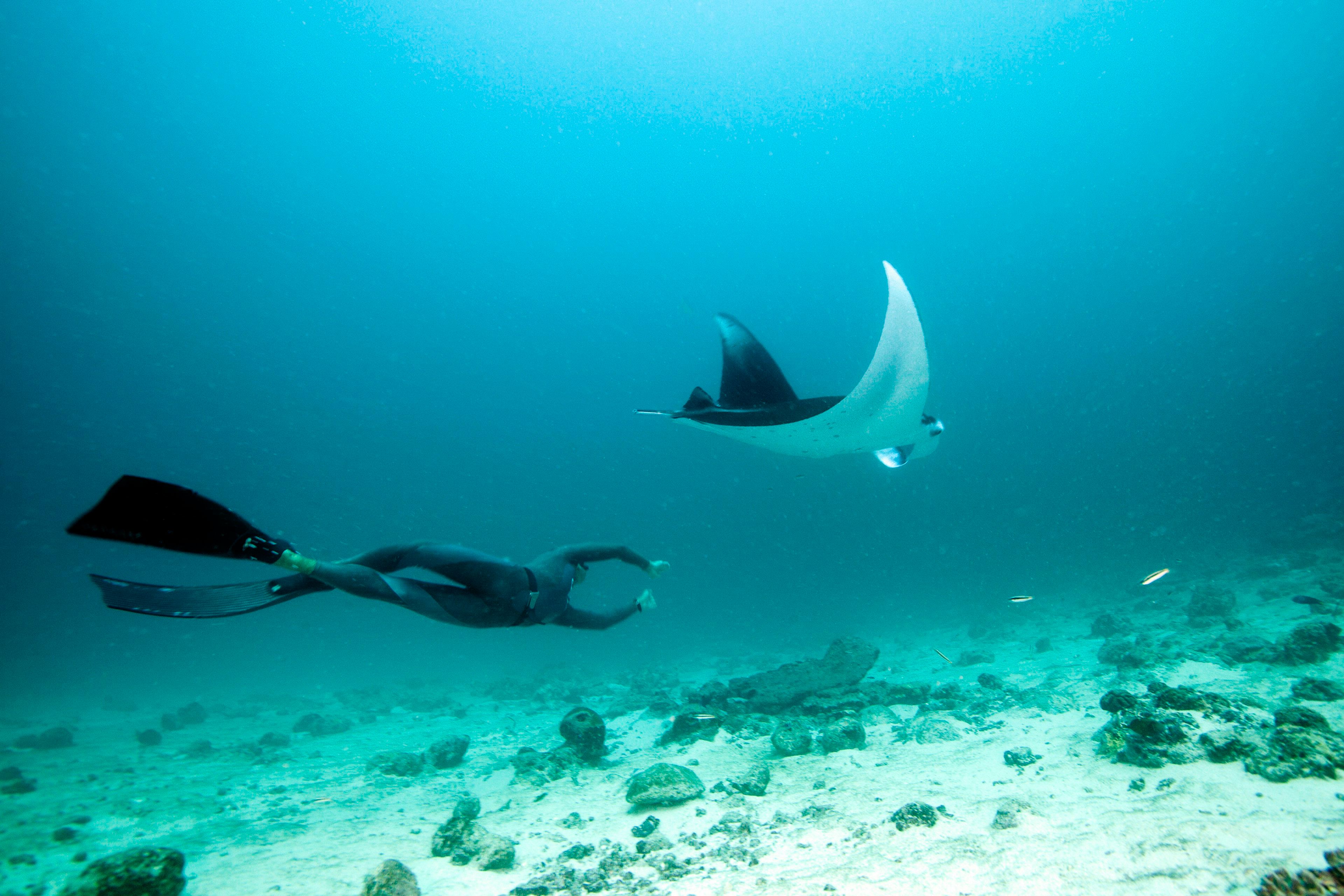 A person diving alongside a manta ray in the Maldives