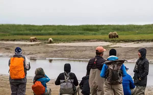 Alaska travelers watching brown bears