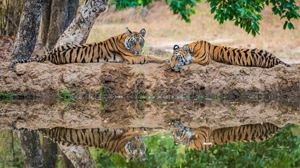 Bengal Tigers in India