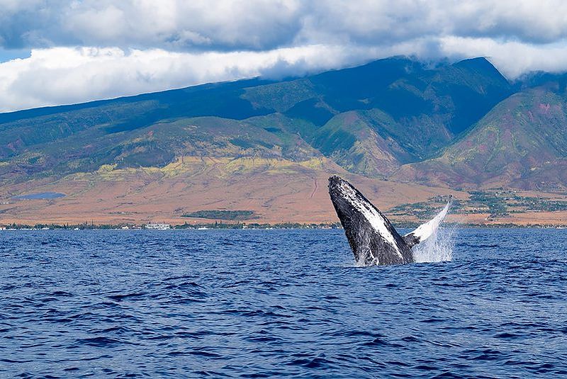 Humpback whale breaching off the west Maui coast