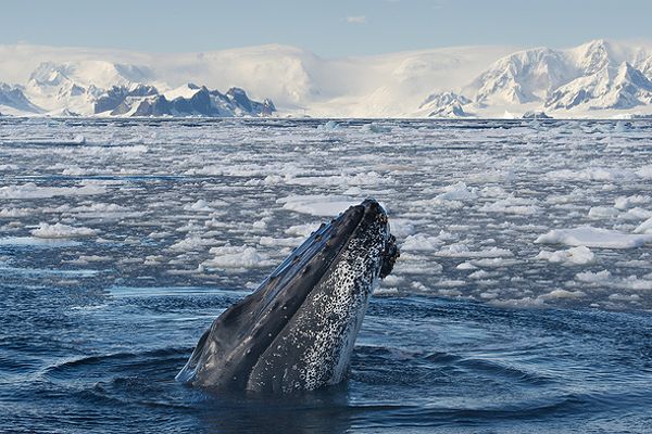 Humpback whale in Antarctica