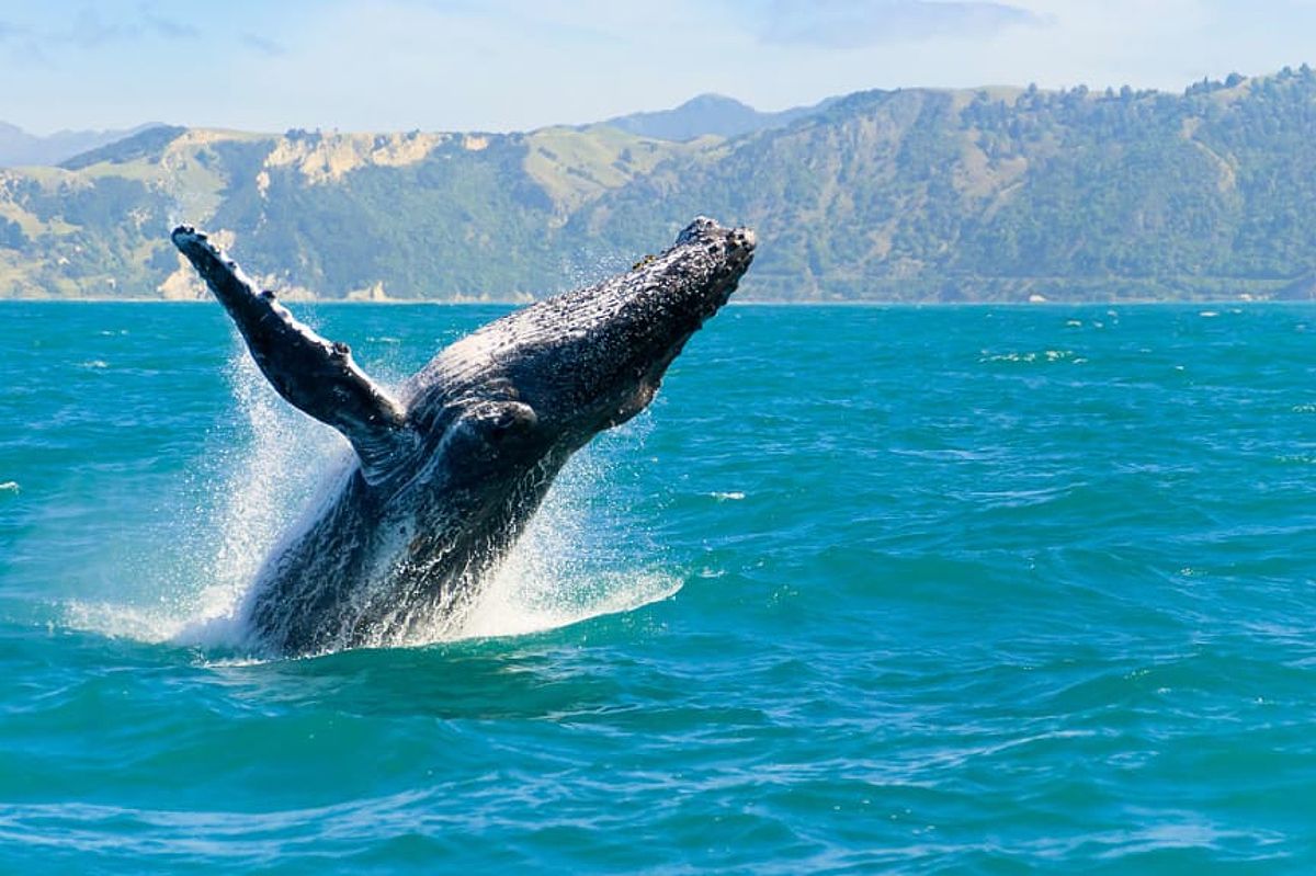 Humpback whale off the coast of Kaikoura