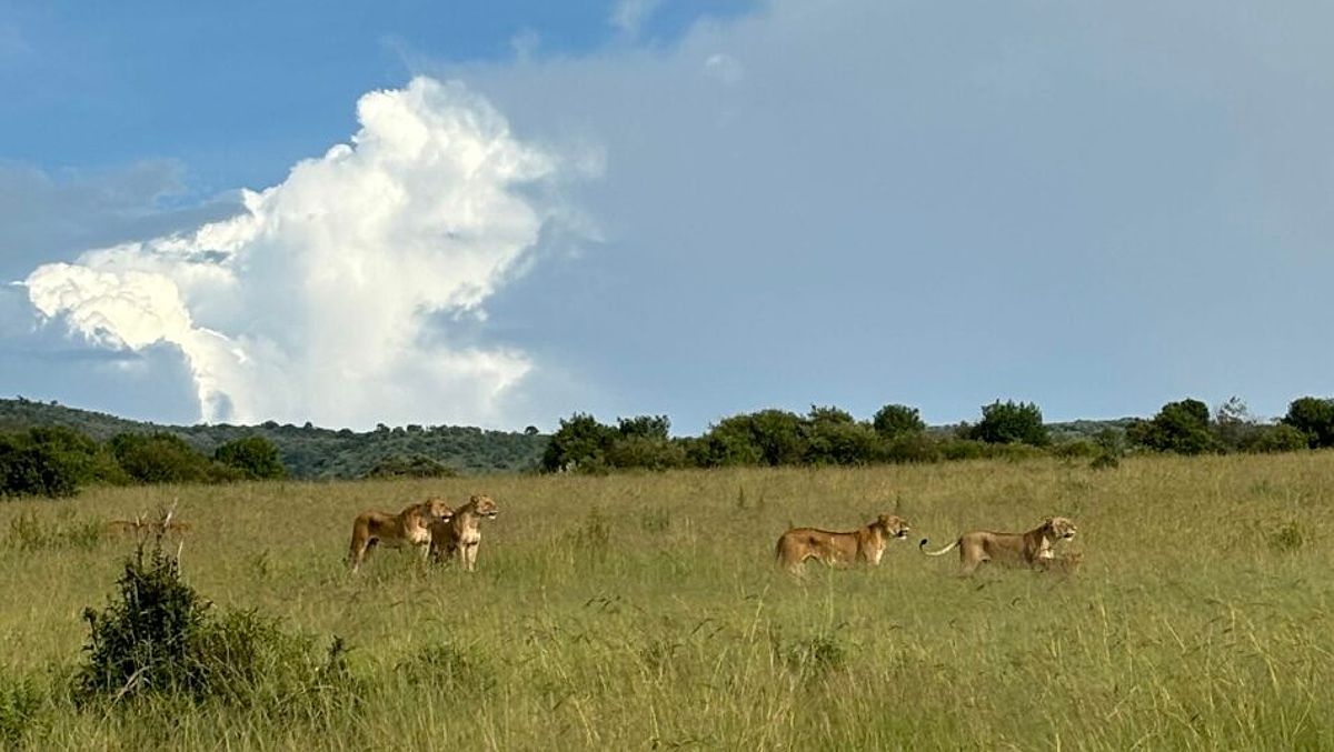 Lions in Maasai Mara, Kenya