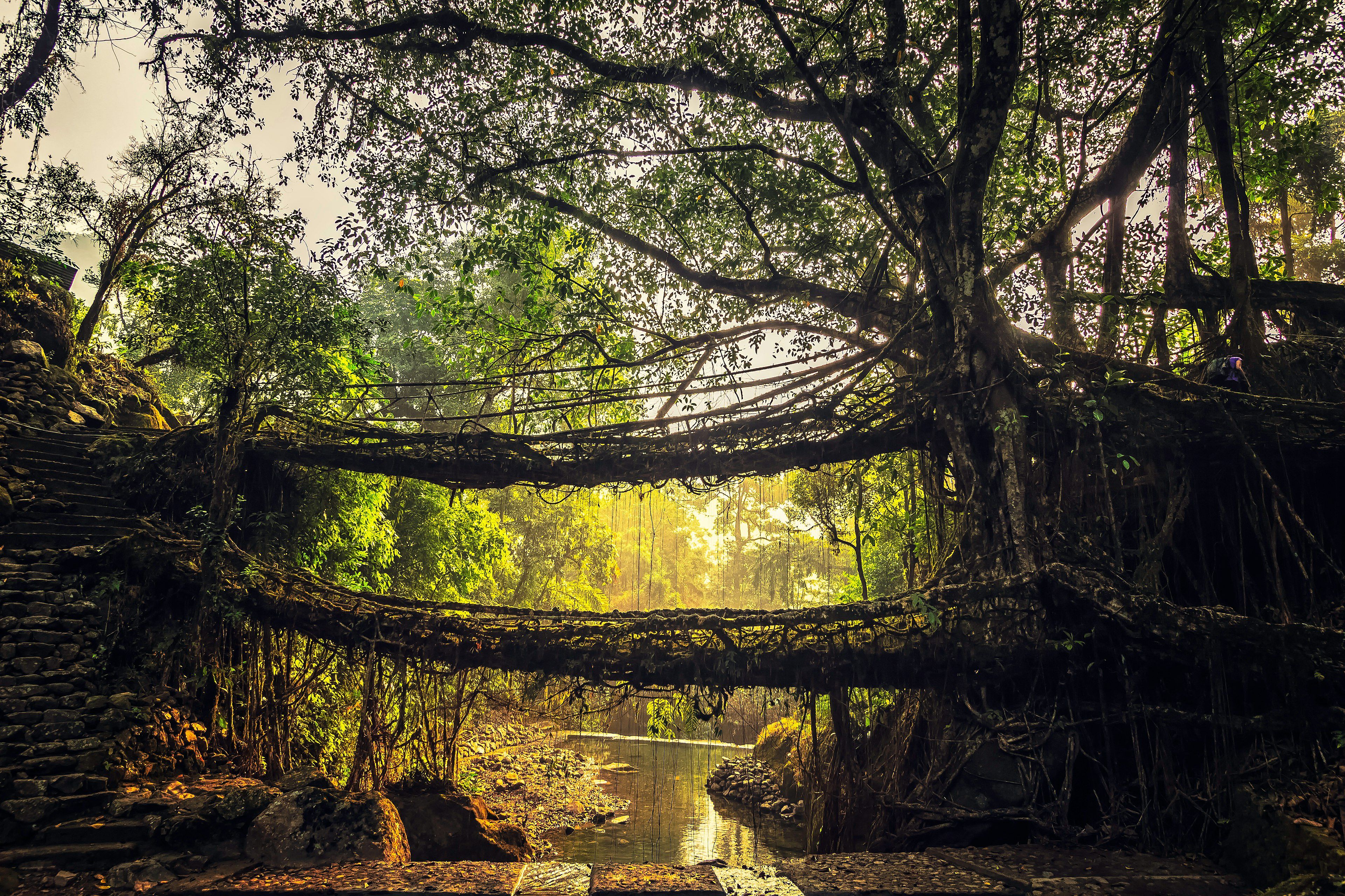 Living tree root bridge in Meghalaya