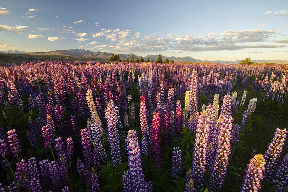 Lupins around Lake Tekapo in autumn