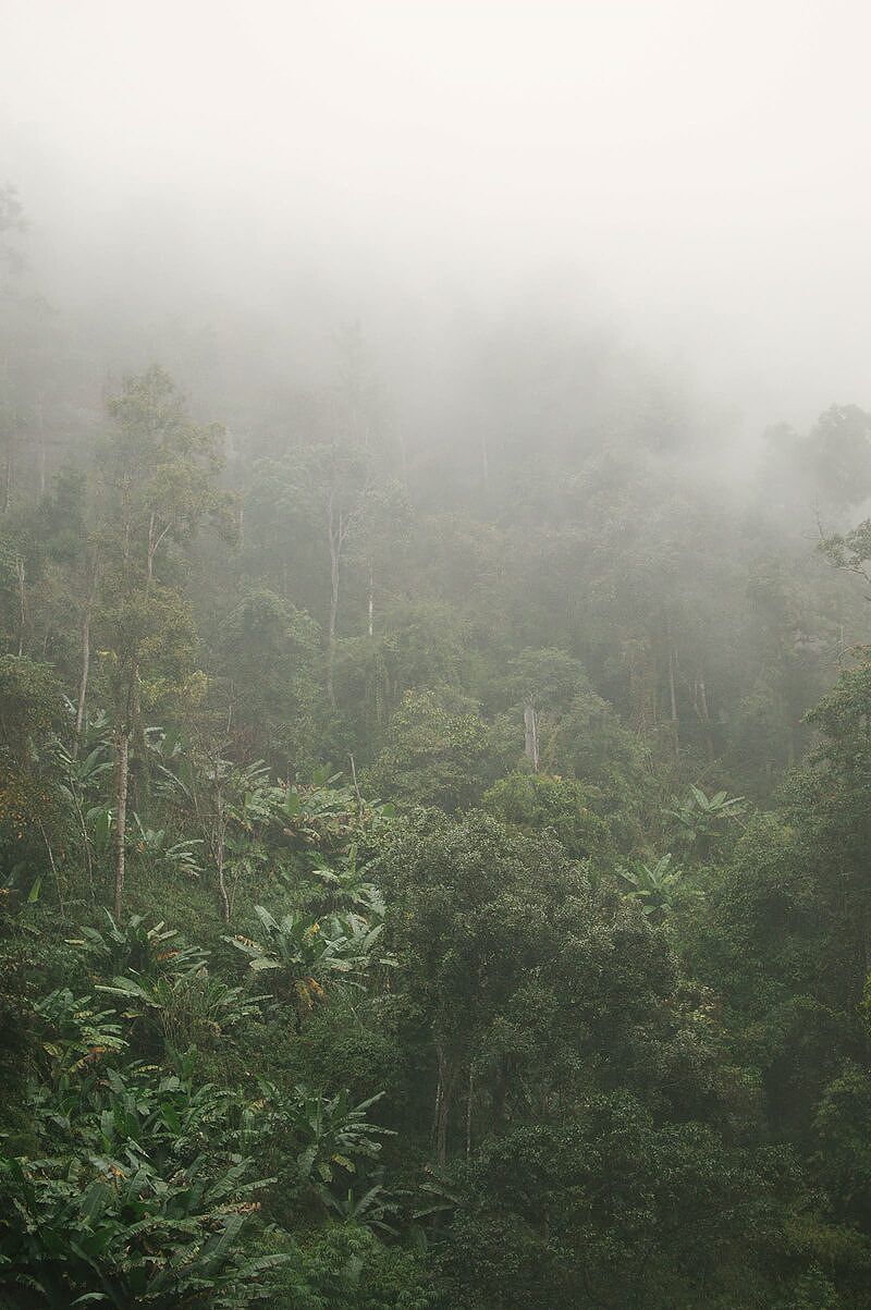 Rainy day on Kauai with lush greenery