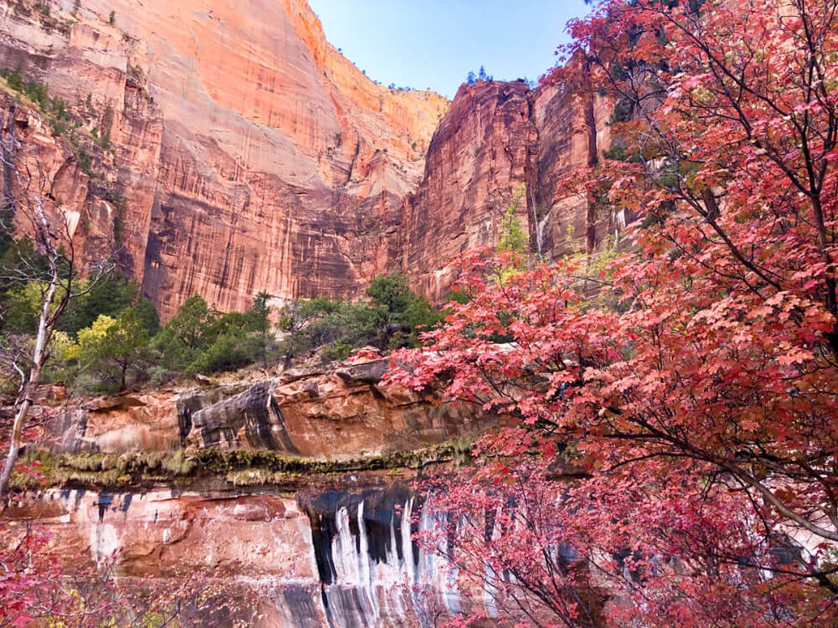 Red leaves against Utah red rock