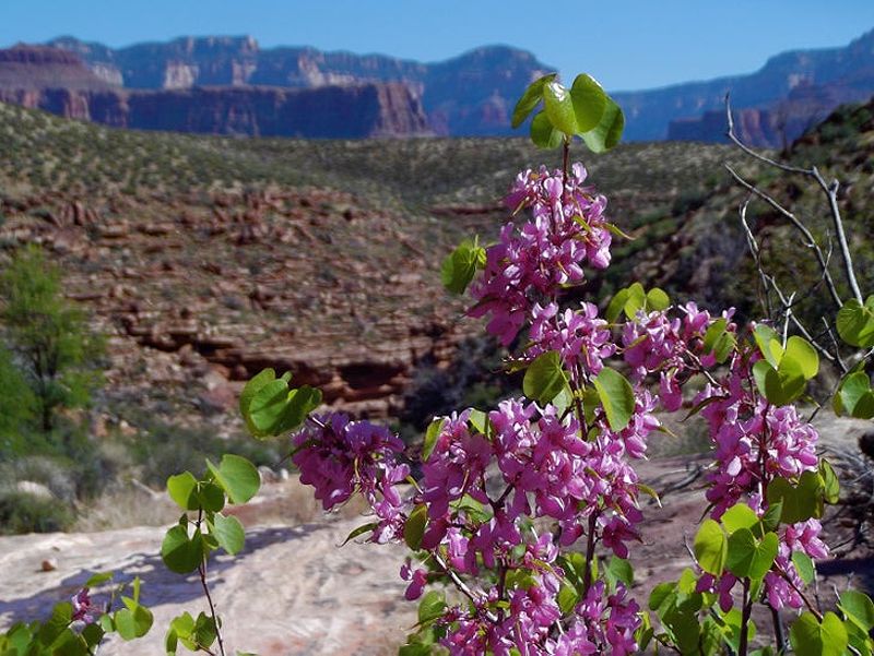 Redbud on the Tonto Trail on April 3, 2013