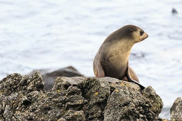 Seal pup in Antarctica