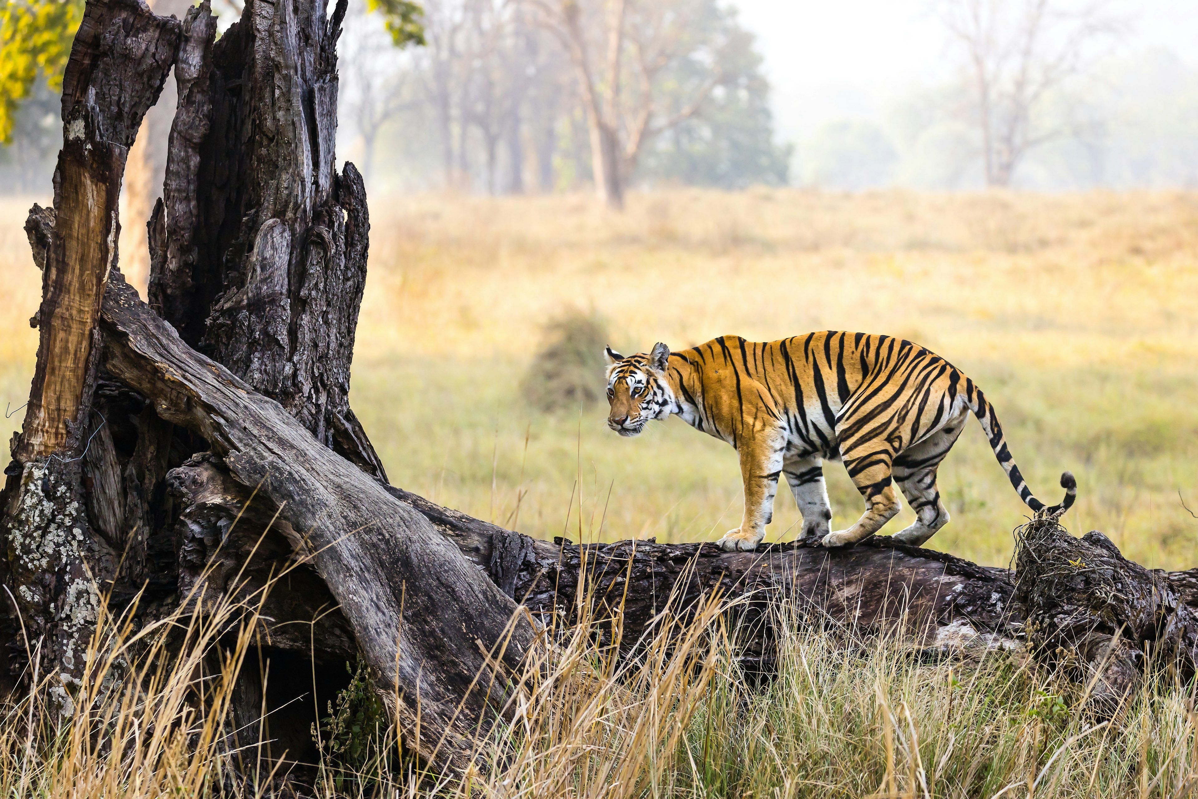 Tiger in Madhya Pradesh's national parks